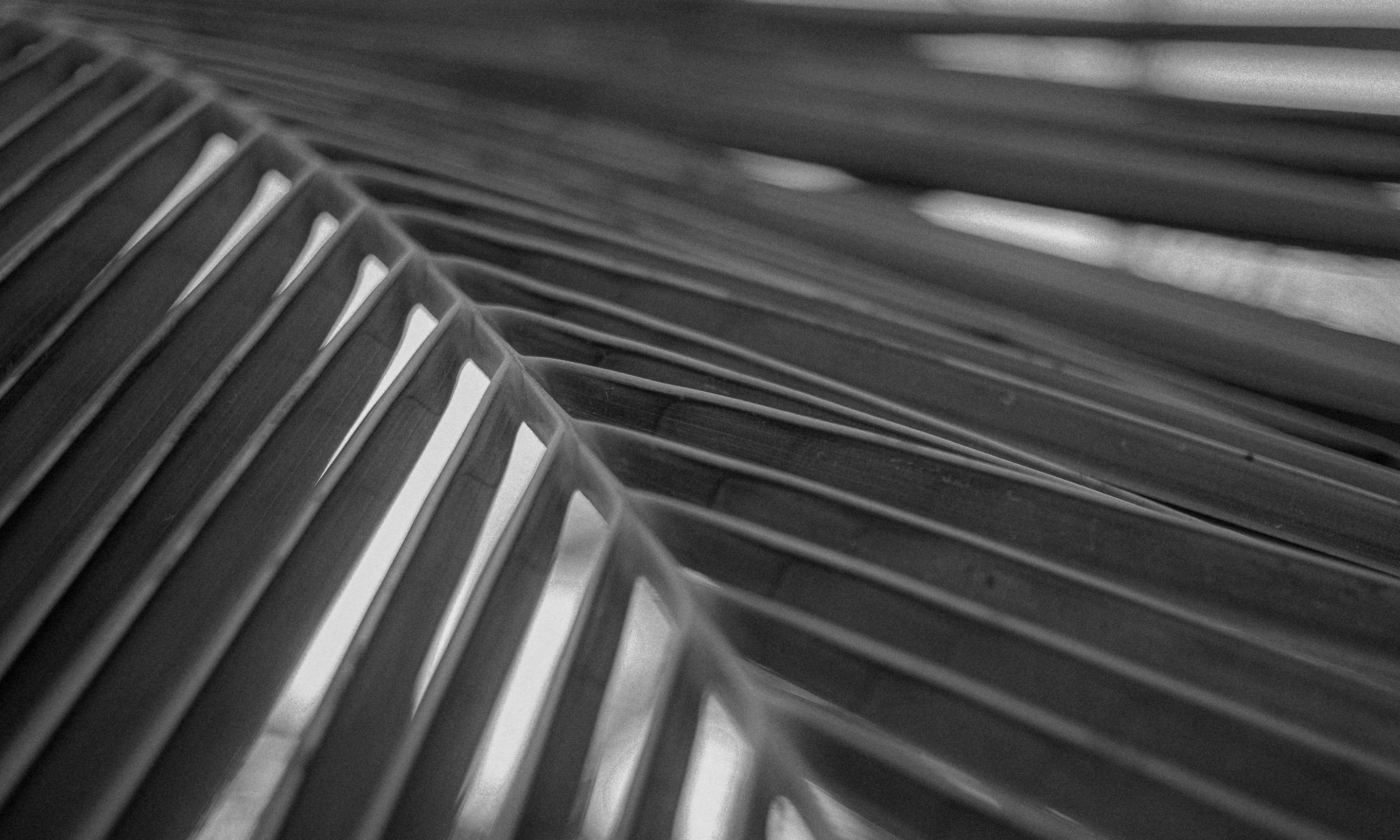 Black and white palm leaves